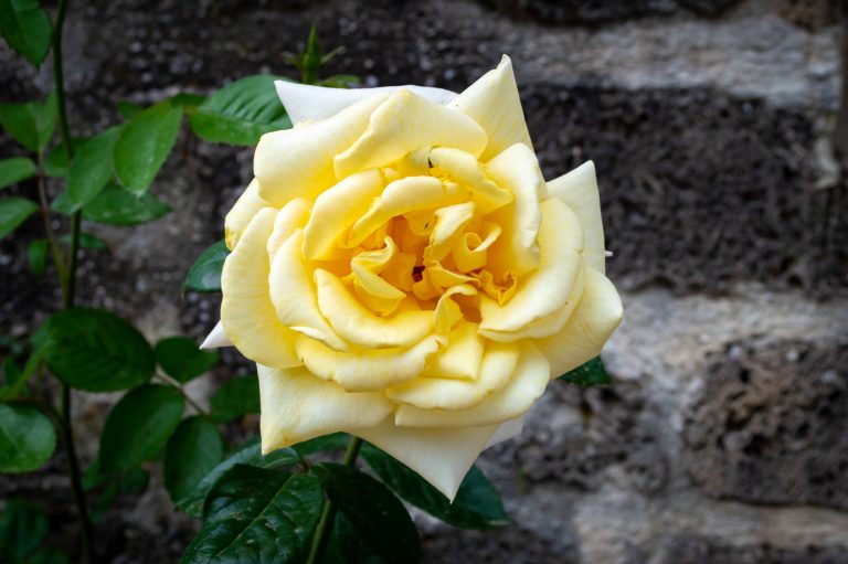 Home 100 Rosa